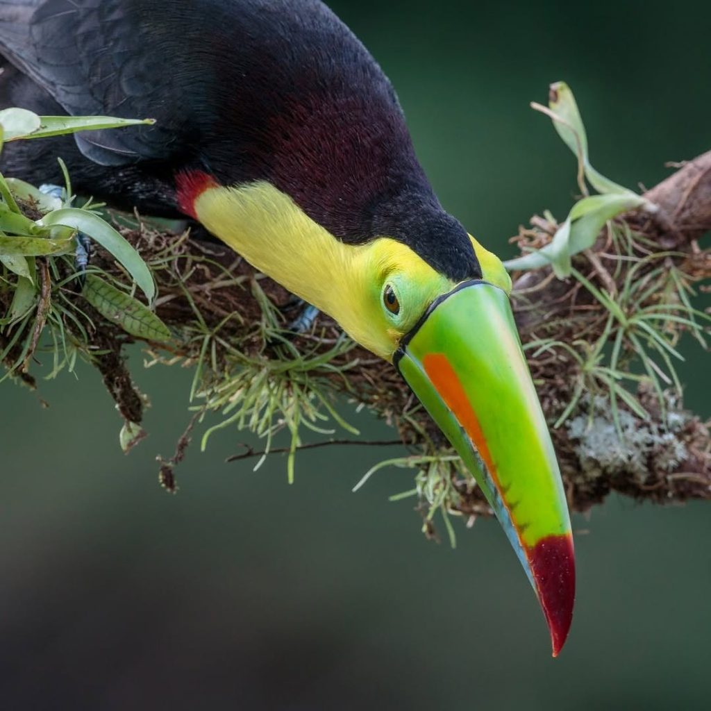 birdwatching in Belize